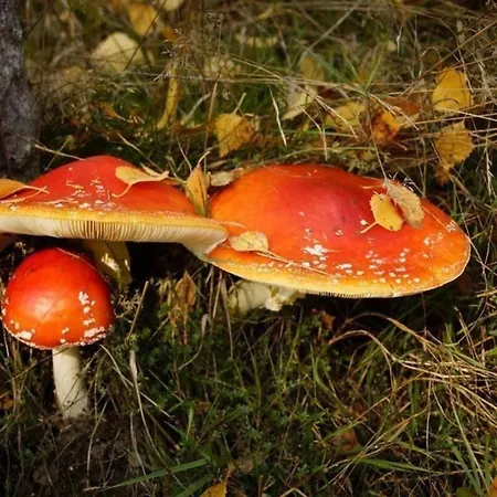 Grosse In Mit Garten Und Grill Apartamento Siegmundsburg